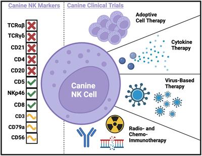 Improved characterization and translation of NK cells for canine immunotherapy